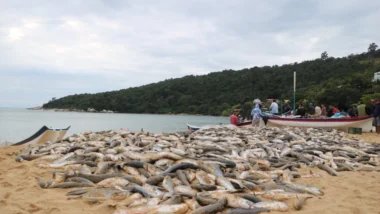 Da praia ao Senado: setores de Santa Catarina se mobilizam contra proibição federal do arrasto da tainha