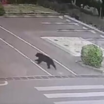 Ao menos quatro pessoas ficaram feridas em uma série de ataques de urso na cidade de Fukushima, no nordeste do Japão Imagem referente a matéria