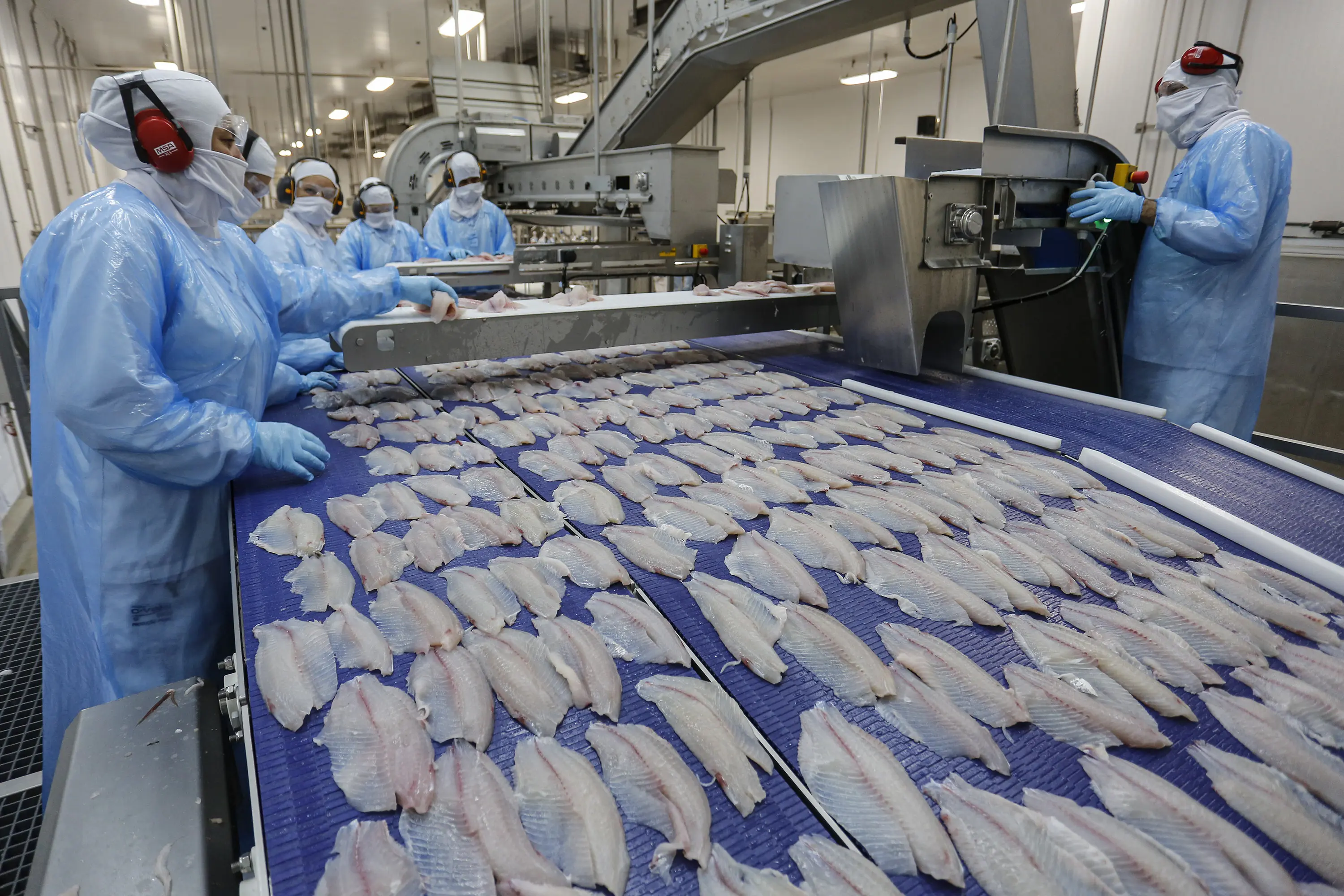 O Paraná é líder nacional na produção de tilápias, com destaque em viveiros e indústrias no oeste do estado.