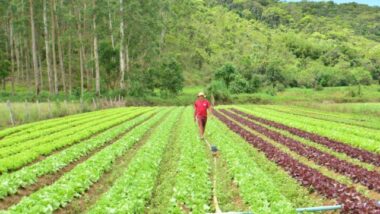 Iniciativa busca ampliar a renda no campo e incentivar a produção sustentável.