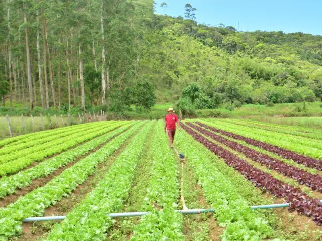 Iniciativa busca ampliar a renda no campo e incentivar a produção sustentável.