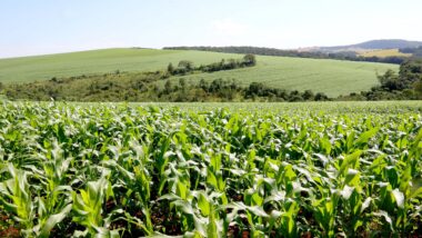 Conflitos internacionais pressionam o mercado de fertilizantes e elevam os custos da próxima safra no Paraná.