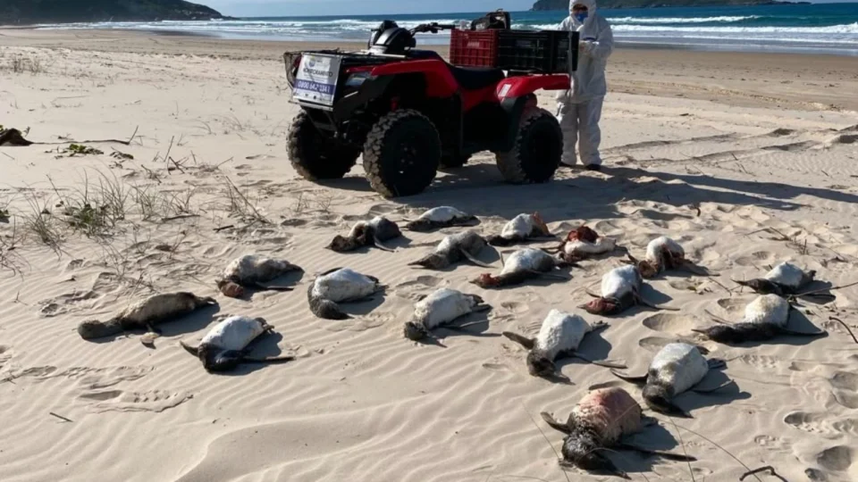 pinguins-de-Magalhães mortos na areia de praia em Florianópolis