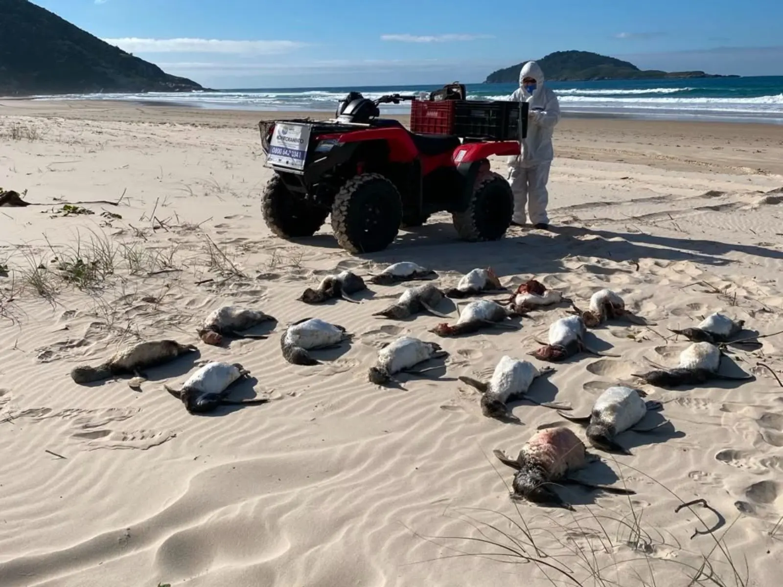 pinguins-de-Magalhães mortos na areia de praia em Florianópolis