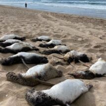 Pinguins-de-Magalhães migram anualmente da Patagônia argentina e das Ilhas Malvinas para o litoral brasileiro durante os meses mais frios do ano. Imagem referente a matéria