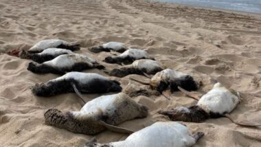 pinguins-de-Magalhães mortos na areia de praia em Florianópolis