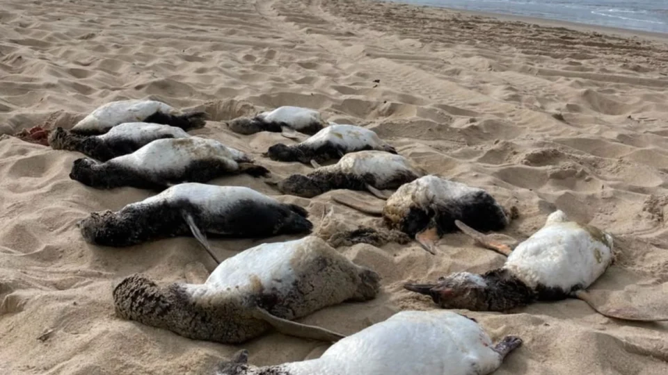 pinguins-de-Magalhães mortos na areia de praia em Florianópolis