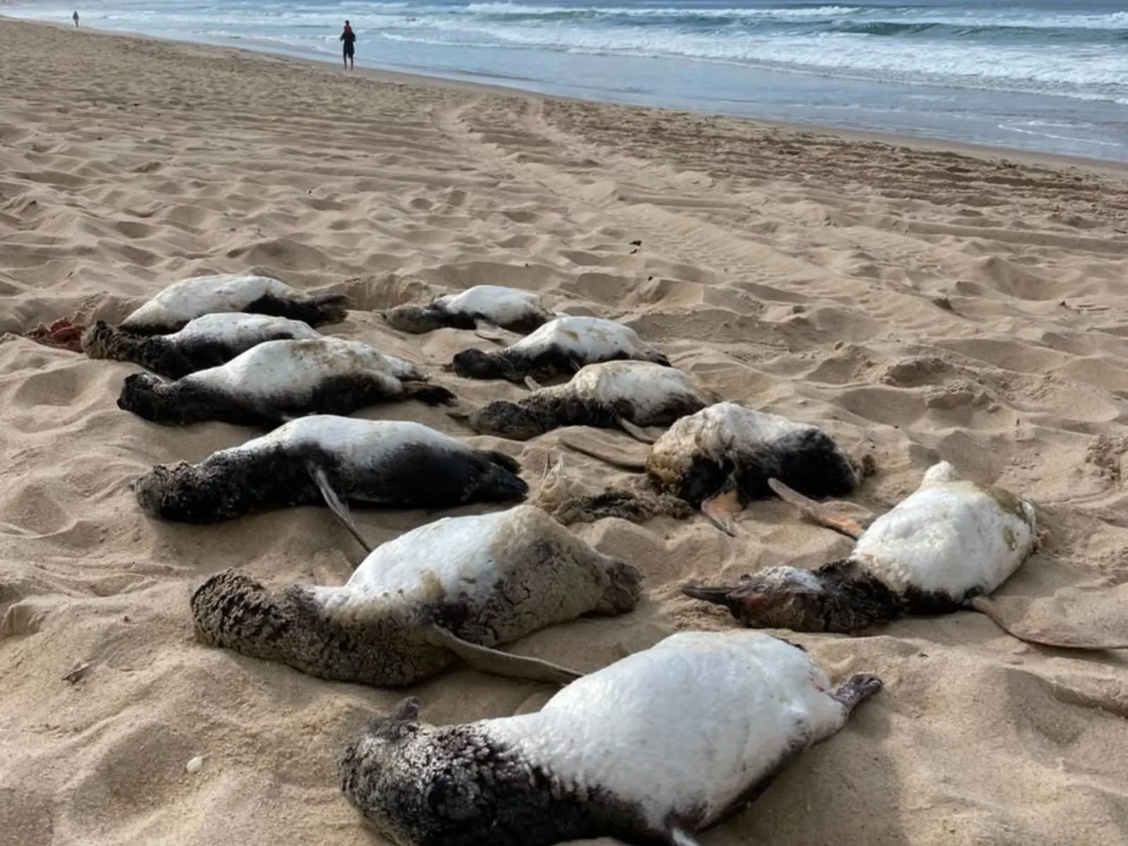 pinguins-de-Magalhães mortos na areia de praia em Florianópolis