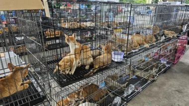 gatos roubados abatidos consumo vietnã