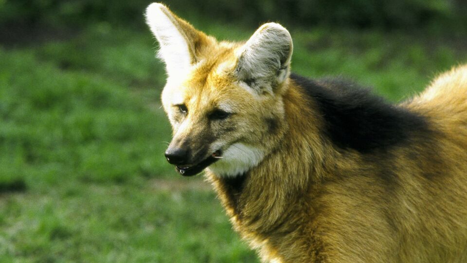 Lobo-guará é visto por câmeras em parque do Paraná pela primeira vez
