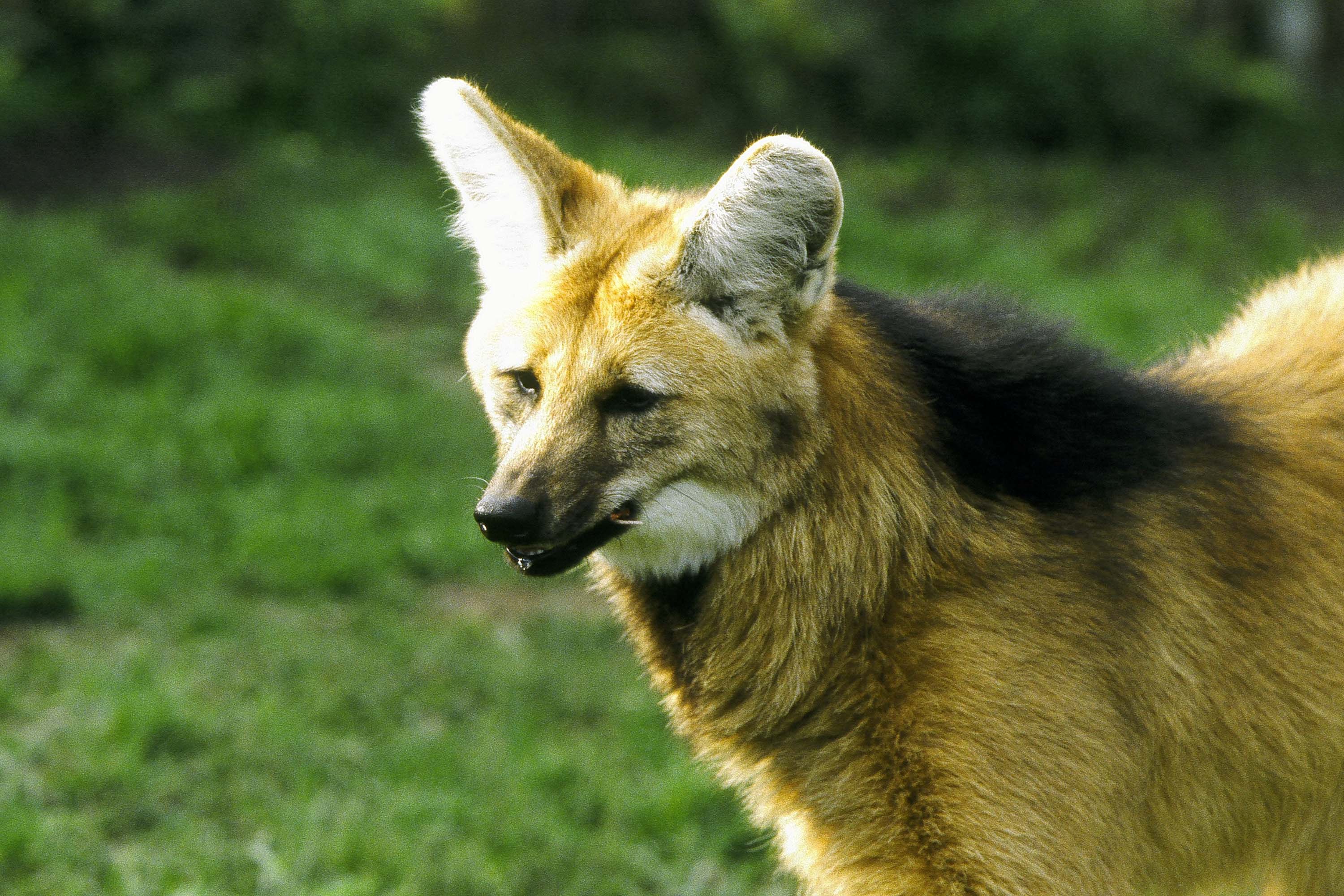 Lobo-guará é visto por câmeras em parque do Paraná pela primeira vez