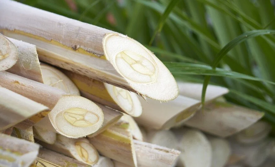 Com mais de 40 milhões de palmeiras plantadas, a cadeia produtiva do palmito gera 10 mil empregos diretos.