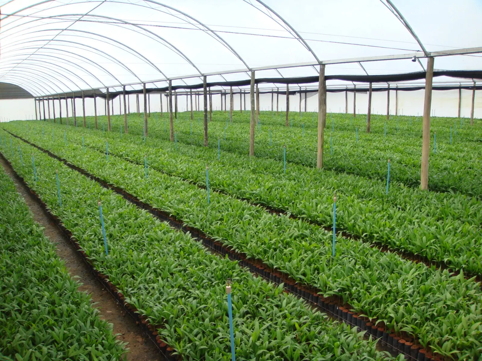 Com lucro anual de até R$ 15 mil por hectare, o cultivo de palmito pupunha se consolida na região do Vale do Ribeira.