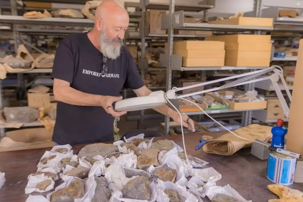Fóssil de Ponta Grossa vai integrar acervo do Museu de Ciências Naturais da UEPG.