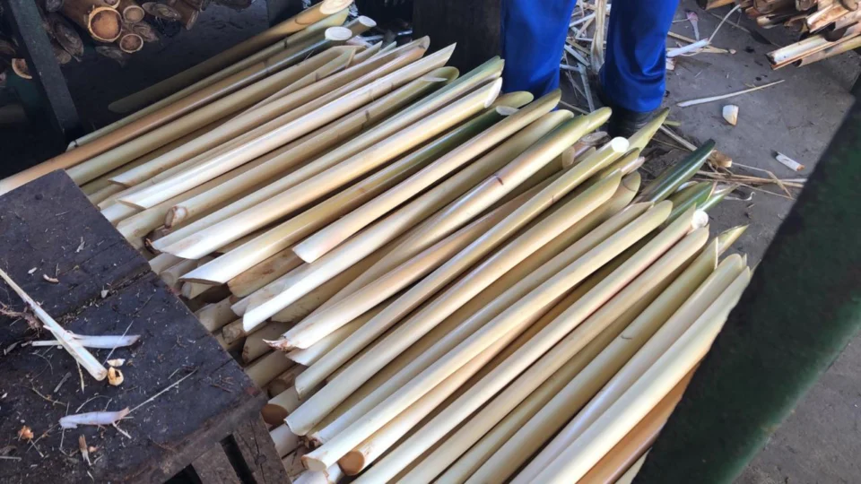 Bioeconomia amazônica tem potencial para gerar produtos inovadores e competitivos.