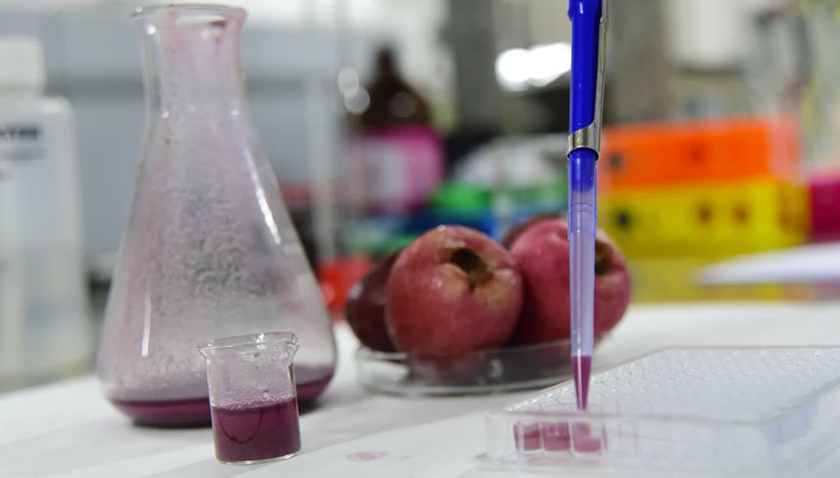 Cientistas da Unicamp utilizam casca e polpa desidratadas para avaliar os impactos da fruta no sistema nervoso de animais.
