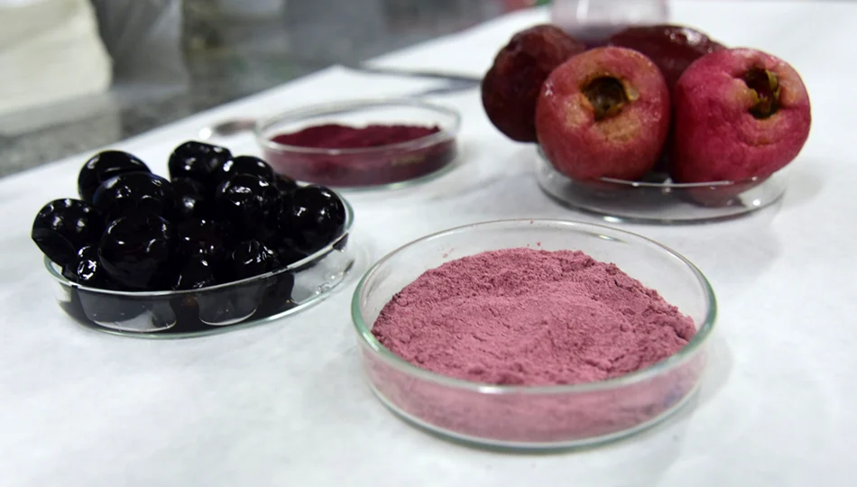O jambo pertence à mesma família botânica da goiaba e da jabuticaba.