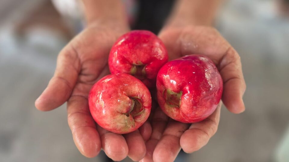 A fruta asiática que se adaptou ao Brasil e que ajuda a combater o envelhecimento