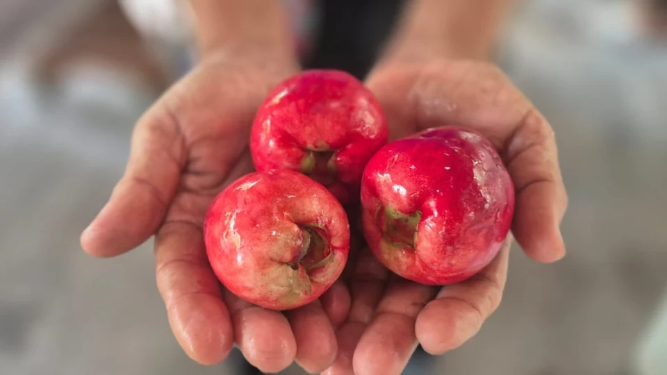 Rico em antioxidantes, o jambo é nativo da Ásia e mais cultivado no Norte e Nordeste do Brasil.