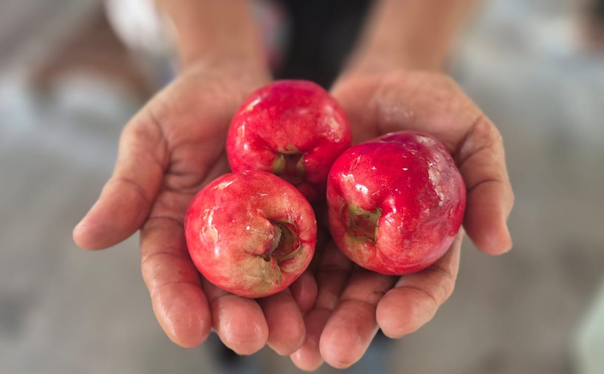 Rico em antioxidantes, o jambo é nativo da Ásia e mais cultivado no Norte e Nordeste do Brasil.