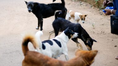 Determinação pede também a adoção de mecanismos de filtragem para prevenir novas publicações de maus-tratos a animais. Imagem referente a matéria