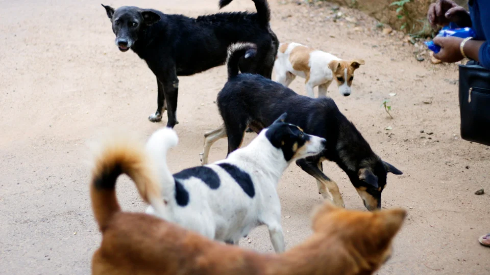 Determinação do TJCE pede também a adoção de mecanismos de filtragem para prevenir novas publicações de maus-tratos a animais