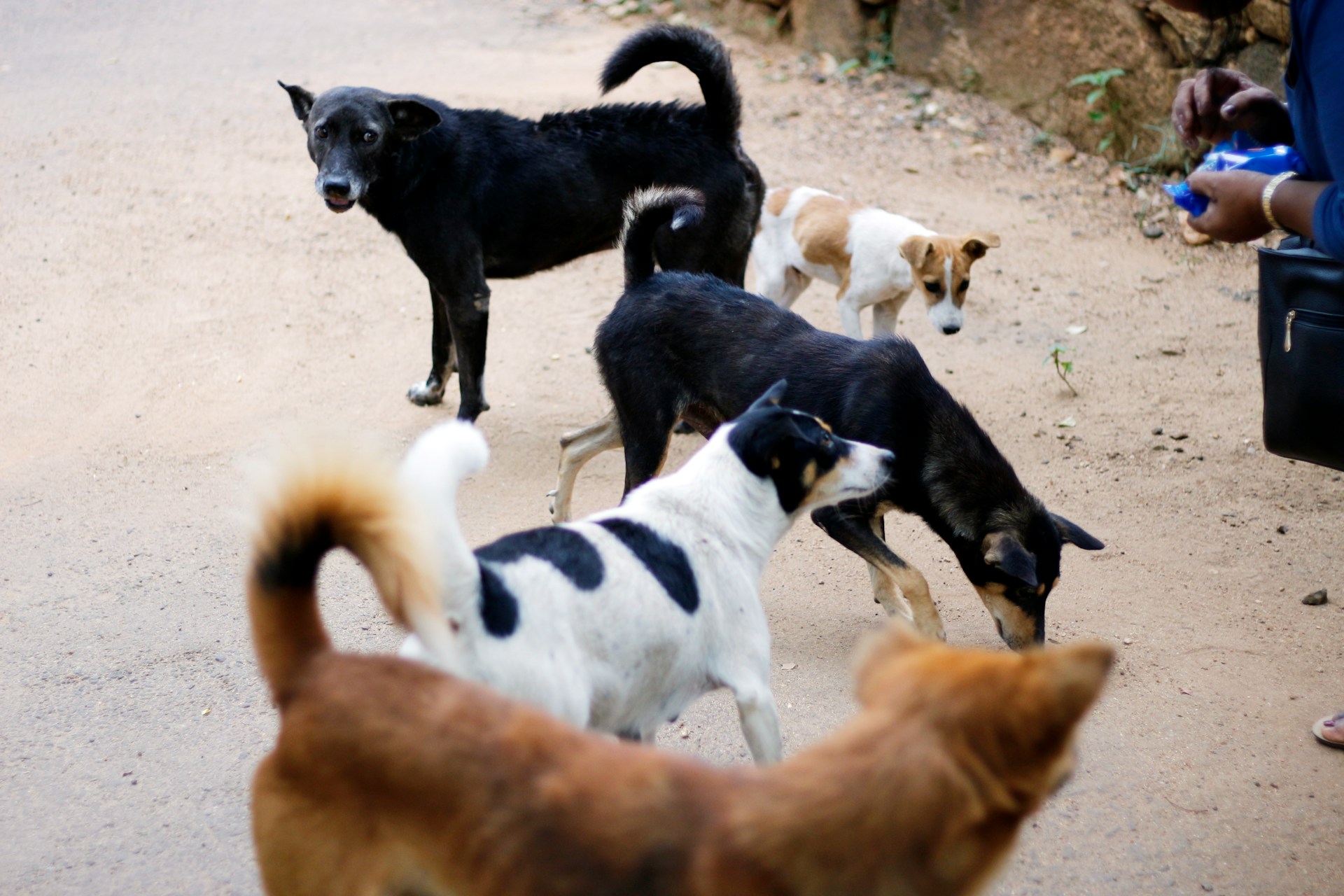 Determinação pede também a adoção de mecanismos de filtragem para prevenir novas publicações de maus-tratos a animais.