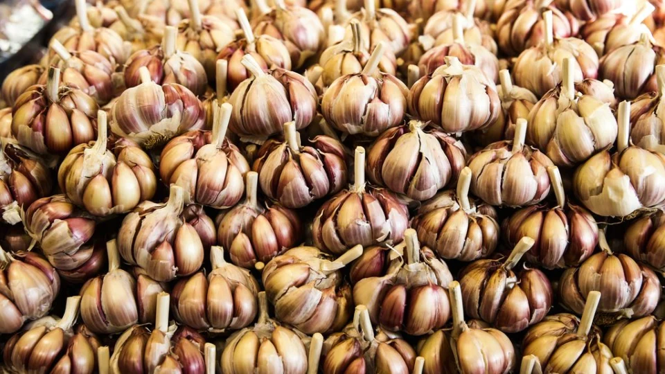 São Gotardo (MG) produz mais de 30 mil toneladas de alho por ano e lidera o mercado brasileiro do produto.