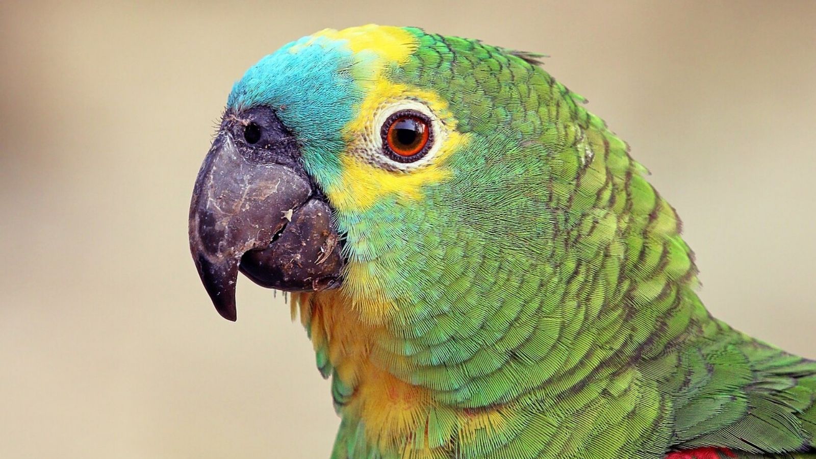 Periquito-de-testa-azul, espécie rara de papagaio que foi encontrada após 100 anos desaparecido.