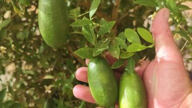 Limão caviar: Frutos do Faustrime são pequenos, mais alongados que a maioria dos citros, com dimensões ao redor de 6 centímetros de comprimento a 3 centímetros de largura, e pesando em média 30 gramas.