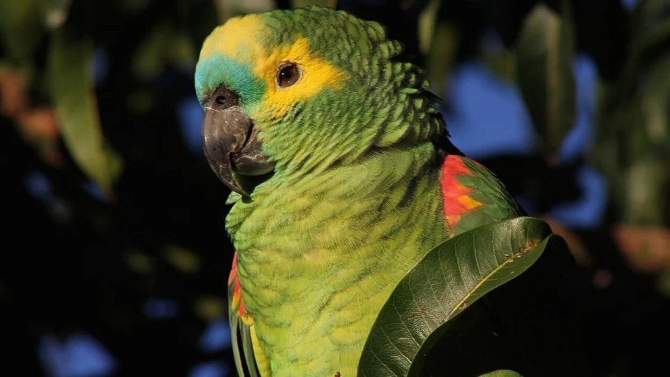 Lorikeet-de-testa-azul.