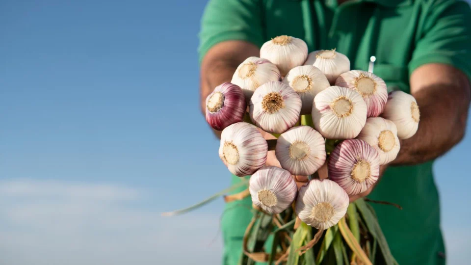 Produtores de São Gotardo utilizam irrigação moderna e seleção computadorizada para aumentar a produtividade do alho.