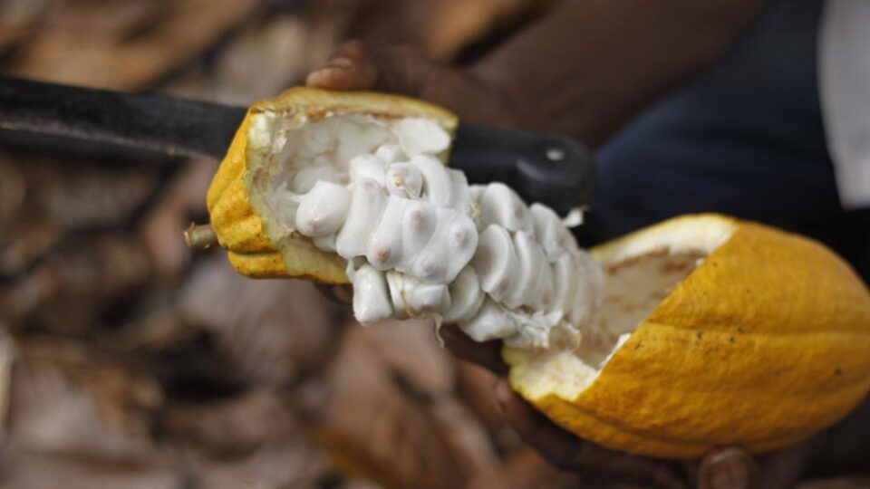 Paraná transforma cultivo de cacau em nova aposta para chocolates premium