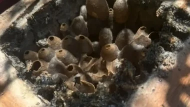 Produzida pela abelha mandaçaia, a própolis azul chama a atenção pela coloração incomum e pelas propriedades que ainda estão em estudo.