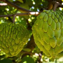 Como a atemoia destronou a fruta-do-conde e ganha espaço no mercado brasileiro A atemoia é um híbrido, resultado do cruzamento entre a pinha e a cherimoia, fruta da mesma família, de origem andina, adaptada a regiões de altitude e clima mais ameno e pouco vista no mercado brasileiro.