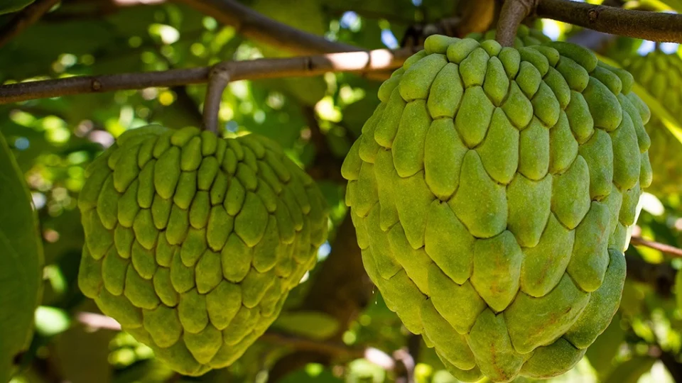A atemoia é um híbrido, resultado do cruzamento entre a pinha e a cherimoia, fruta da mesma família, de origem andina, adaptada a regiões de altitude e clima mais ameno e pouco vista no mercado brasileiro.