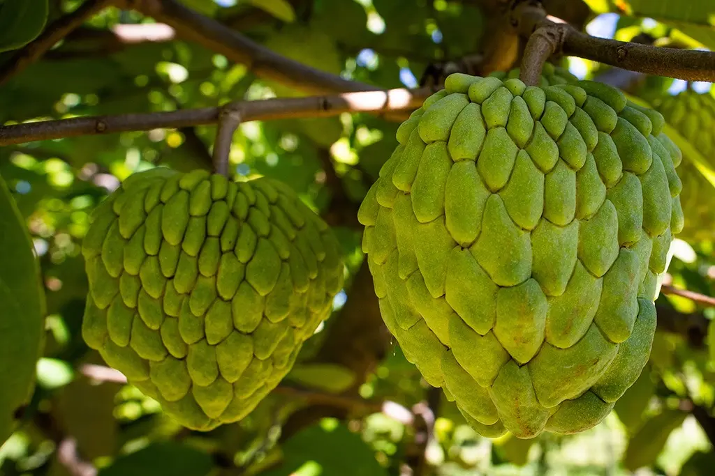 A atemoia é um híbrido, resultado do cruzamento entre a pinha e a cherimoia, fruta da mesma família, de origem andina, adaptada a regiões de altitude e clima mais ameno e pouco vista no mercado brasileiro.