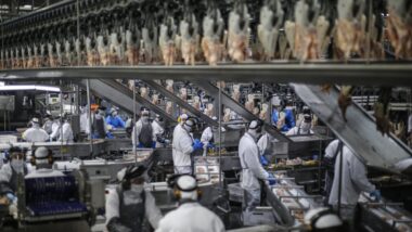 Produção de frango