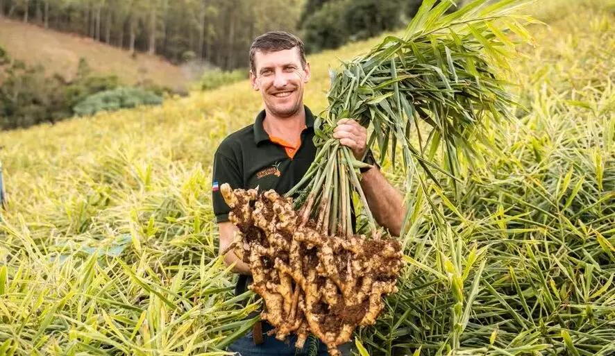 Desenvolvida no Espírito Santo, a primeira cultivar registrada do país amplia o potencial produtivo.