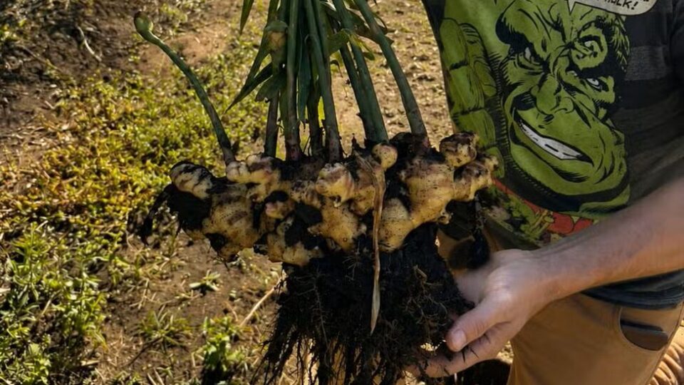 A raiz asiática movimenta a agricultura brasileira e amplia espaço no mercado internacional.