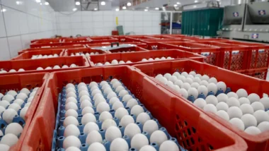 Produção de ovos em Arapongas