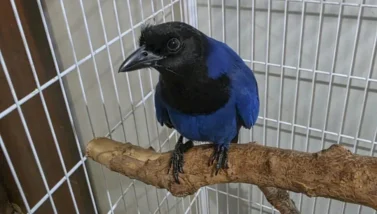 Nova moradora do Passeio Público, gralha-azul entra em projeto de reprodução.
