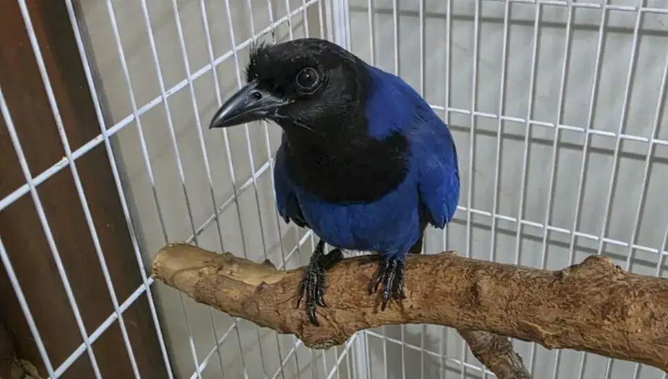 Nova moradora do Passeio Público, gralha-azul entra em projeto de reprodução.