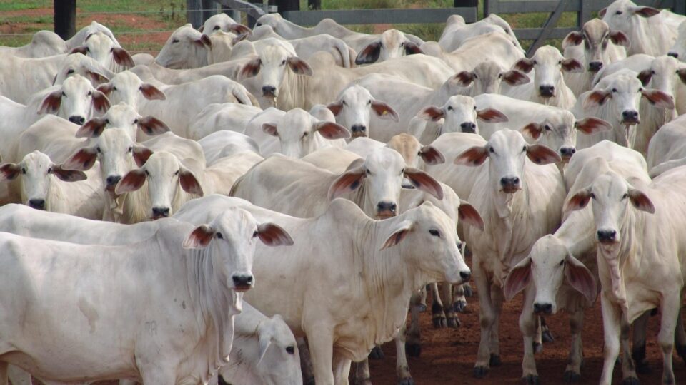 Paraná lança sistema com capacidade para salvar carne brasileira em 72 horas