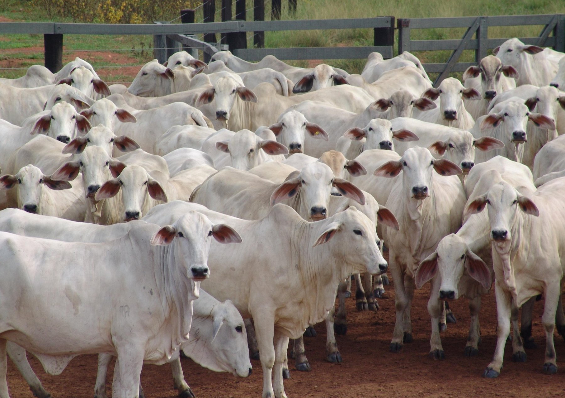 Paraná lança sistema com capacidade para salvar carne brasileira em 72 horas