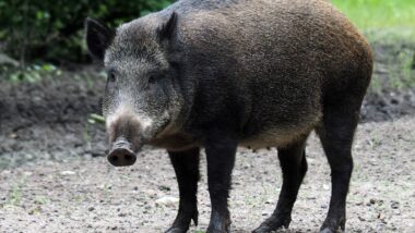 Caça de javalis em Santa Catarina chegou ao STF em 2025.