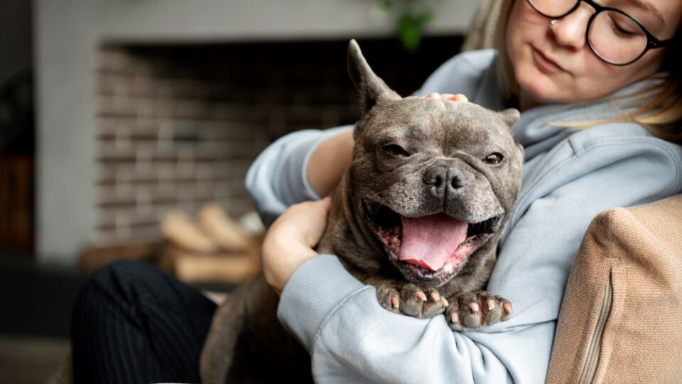 Santa Catarina propõe rede de voluntários para cuidar de animais de estimação de pacientes internados
