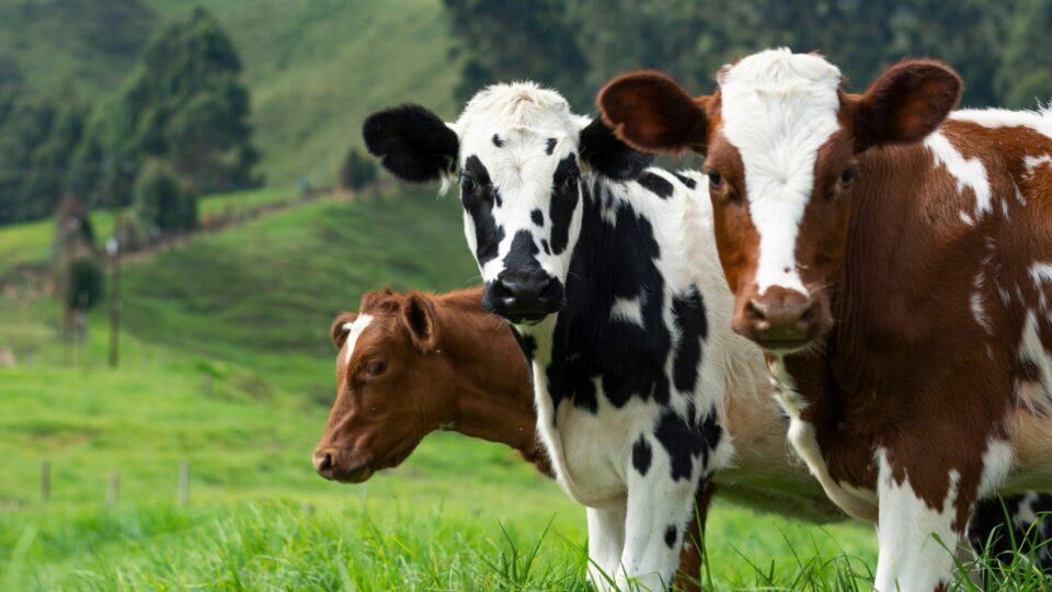 Por que o futuro do abastecimento global de carne pertence ao Brasil