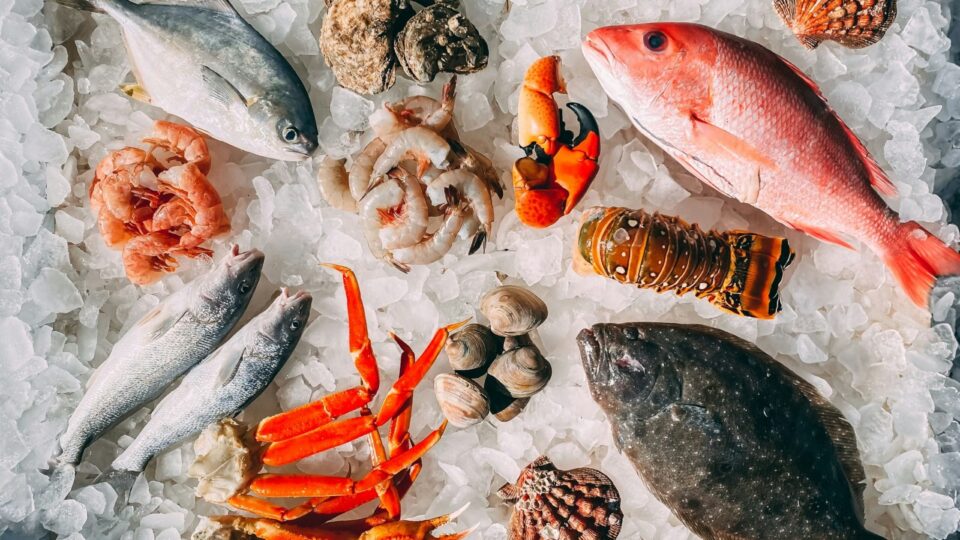 Por que a modernização regulatória do pescado é decisiva para o Brasil
