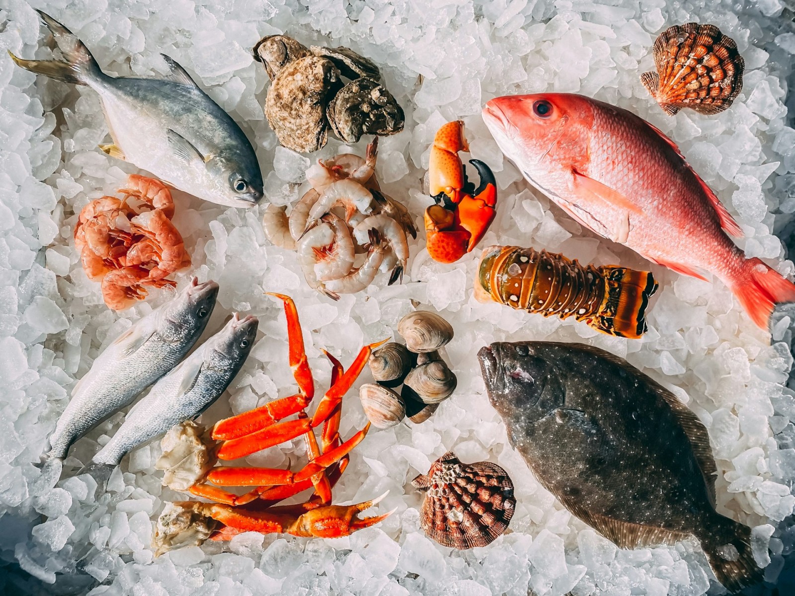Por que a modernização regulatória do pescado é decisiva para o Brasil